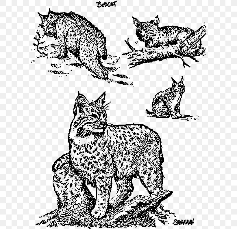 Whiskers African Wildcat Ocelot, PNG, 608x790px, Whiskers, African Wildcat, Area, Art, Big Cats Download Free