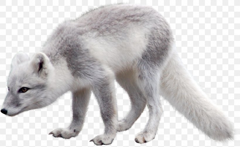Arctic Fox Polar Bear Arctic Hare, PNG, 900x553px, Arctic Fox, Adaptation, Animal, Arctic, Arctic Hare Download Free