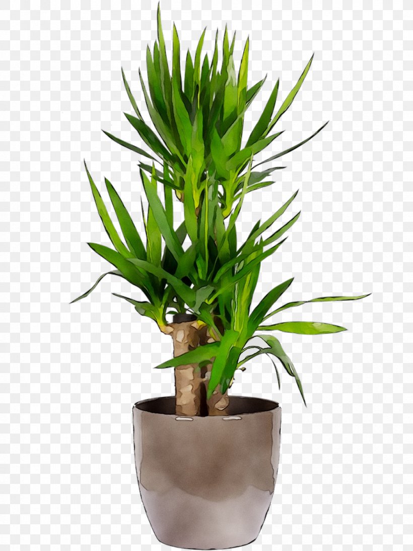 Areca Palm Chamaedorea Elegans Houseplant Plants Chamaedorea Seifrizii, PNG, 1053x1404px, Areca Palm, Bonsai, Chamaedorea, Chamaedorea Elegans, Chamaedorea Seifrizii Download Free