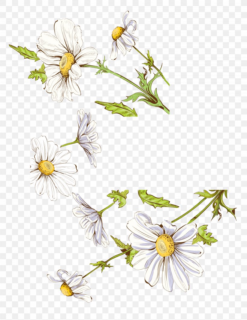 Drawing Illustration, PNG, 4583x5940px, Drawing, Branch, Chamaemelum Nobile, Daisy, Daisy Family Download Free