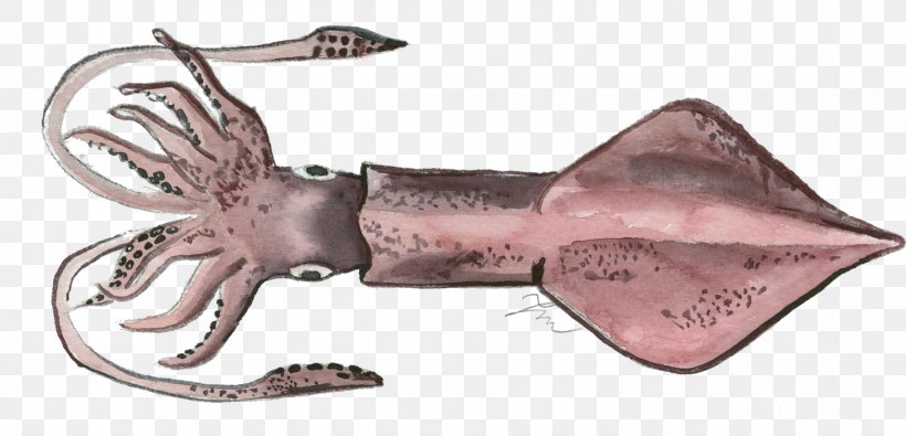 European Squid Cephalopod Loligo Forbesii Invertebrate, PNG, 1498x722px, Squid, Animal, Animal Figure, Animal Source Foods, Bolinus Brandaris Download Free
