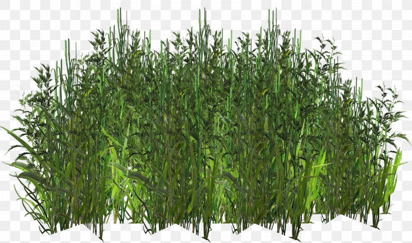 Herbaceous Plant Texture Mapping Digital Image, PNG, 2962x1750px, Herbaceous Plant, Digital Image, Evergreen, Flora, Grass Download Free