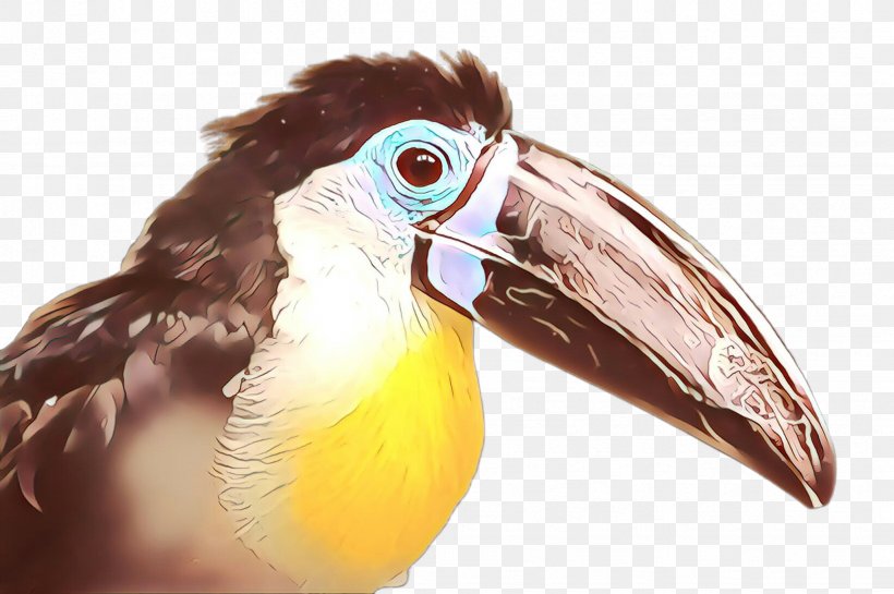Bird Beak Toucan Piciformes Hornbill, PNG, 2452x1632px, Cartoon, Beak, Bird, Hornbill, Piciformes Download Free