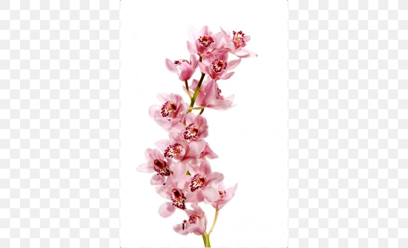 Moth Orchids Cherry Blossom Cut Flowers Plant Stem, PNG, 500x500px, Moth Orchids, Blossom, Branch, Branching, Cherry Download Free