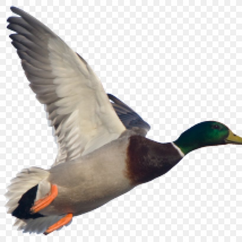 American Pekin Duck Mallard Goose Stock Photography, PNG, 1024x1024px, American Pekin, Beak, Bird, Canard, Duck Download Free