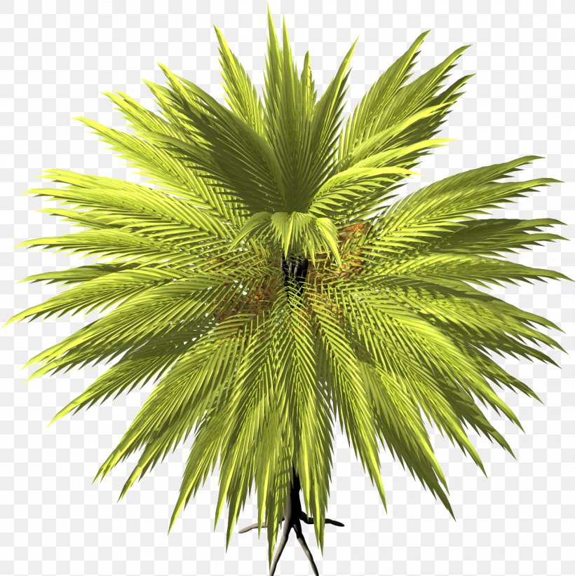 Arecaceae Date Palm Tree Asian Palmyra Palm, PNG, 1252x1256px, Arecaceae, Arecales, Asian Palmyra Palm, Borassus, Borassus Flabellifer Download Free