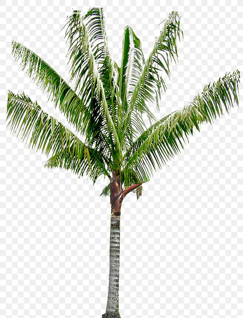Babassu Arecaceae Coconut Oil Palms Asian Palmyra Palm, PNG, 800x1069px, Babassu, Areca Palm, Arecaceae, Arecales, Asian Palmyra Palm Download Free