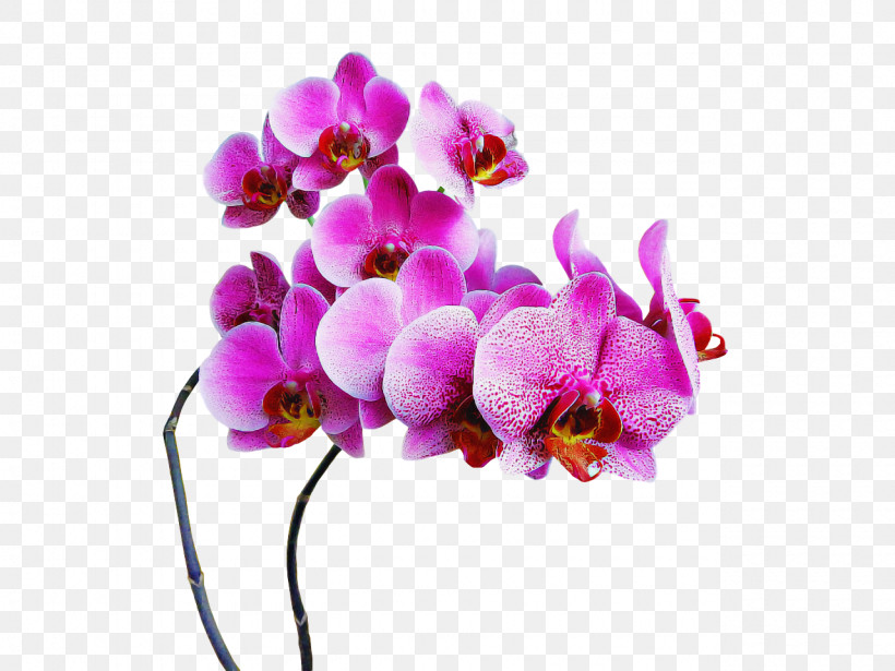 Lavender, PNG, 1280x960px, Cut Flowers, Biology, Flower, Lavender, Lilac M Download Free