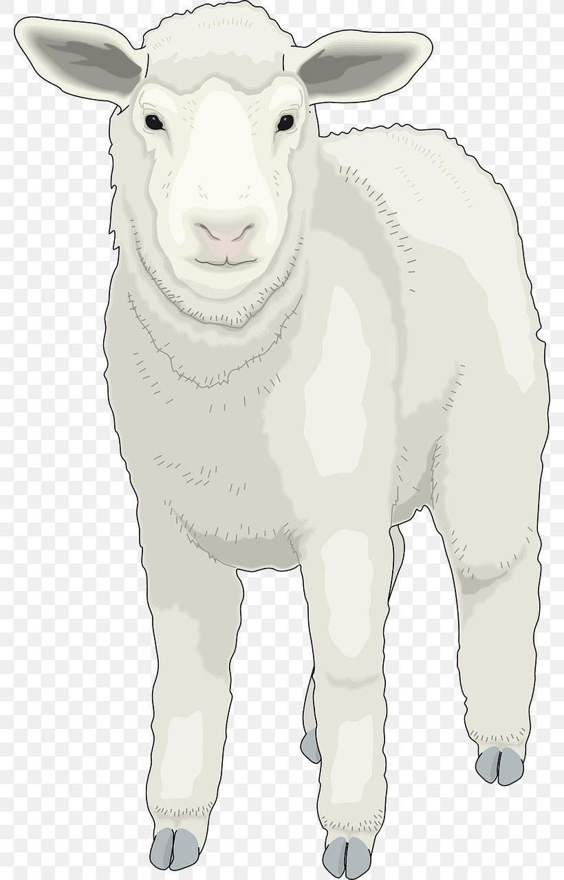 Sheep Clip Art, PNG, 780x1280px, Sheep, Bighorn Sheep, Cattle Like Mammal, Cow Goat Family, Donkey Download Free