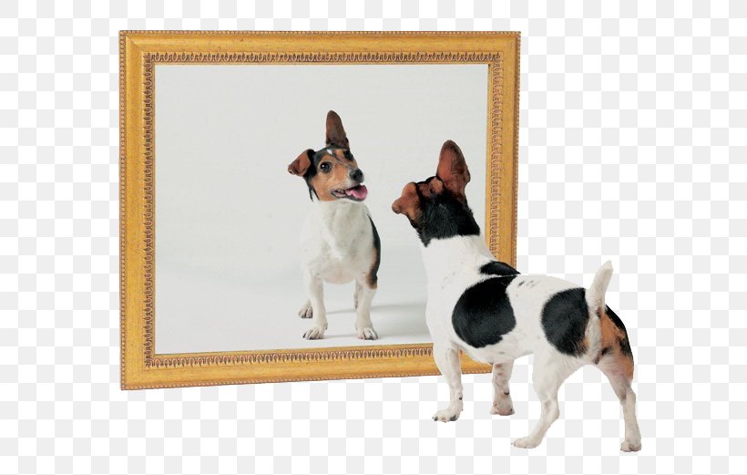 Dog Mirror Test Cat Mirror Image, PNG, 634x521px, Dog, Animal Cognition, Bark, Carnivoran, Cat Download Free