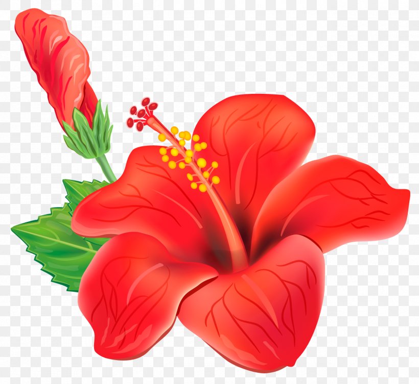 Flower Clip Art, PNG, 1296x1191px, Flower, China Rose, Chinese Hibiscus, Color, Cut Flowers Download Free