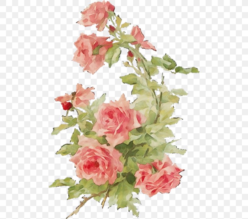 Garden Roses, PNG, 500x723px, Watercolor, Cut Flowers, Flower, Garden Roses, Paint Download Free