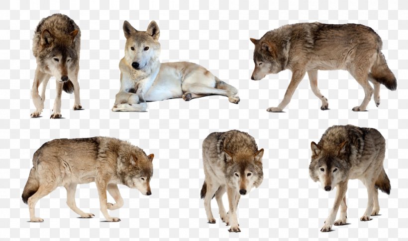 Gray Wolf Canadian Animals Photography White, PNG, 1000x593px, Gray Wolf, Animal, Canadian Animals, Canis, Canis Lupus Tundrarum Download Free