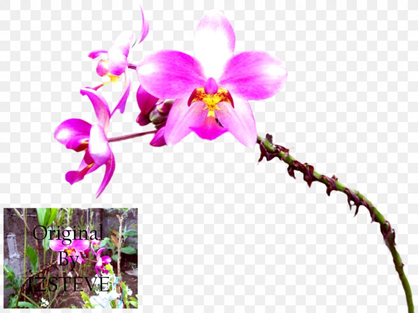Phalaenopsis Equestris Cattleya Orchids Dendrobium Plant Stem, PNG, 1024x768px, Phalaenopsis Equestris, Branch, Branching, Cattleya, Cattleya Orchids Download Free