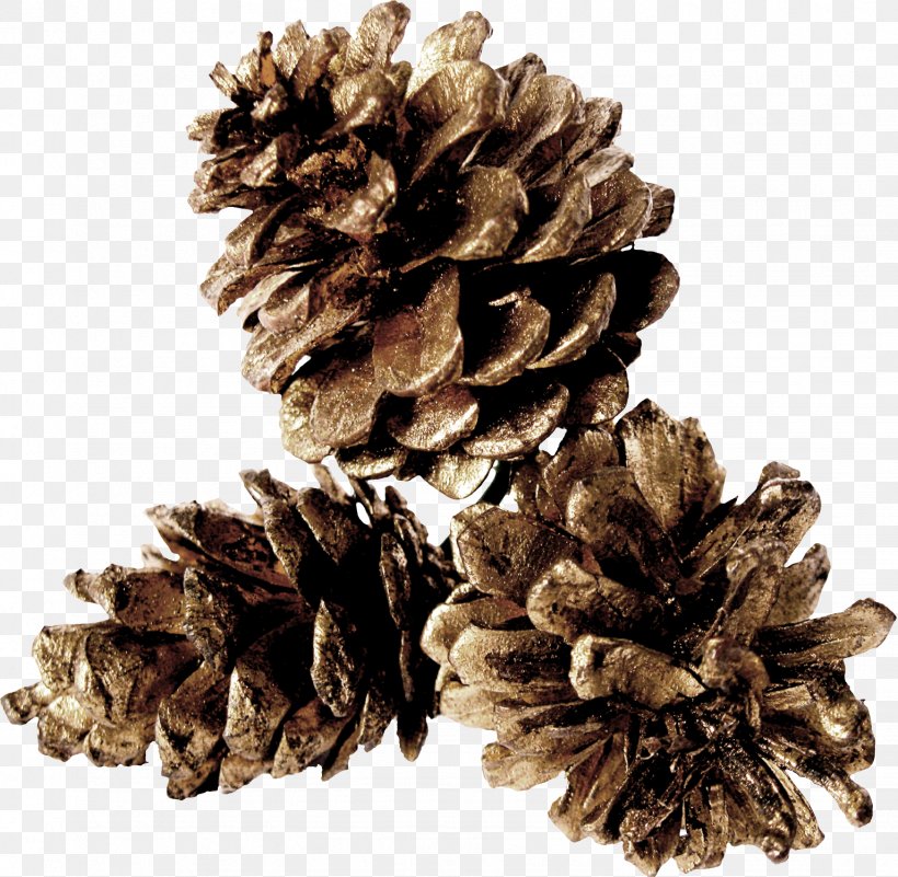Pine Conifer Cone Table, PNG, 1534x1500px, Pine, California Foothill Pine, Cedar, Conifer, Conifer Cone Download Free
