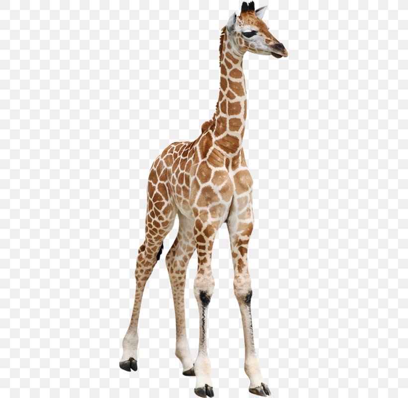 Reticulated Giraffe Calf Masai Giraffe Baby Giraffes Okapi, PNG, 341x800px, Reticulated Giraffe, Animal, Baby Giraffes, Calf, Camelopardalis Download Free