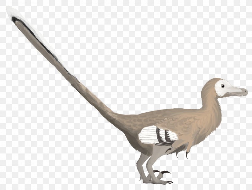 Velociraptor Bird Deinonychus Duck Dinosaur, PNG, 1600x1209px, Velociraptor, Anchiornis, Animal Figure, Beak, Bird Download Free