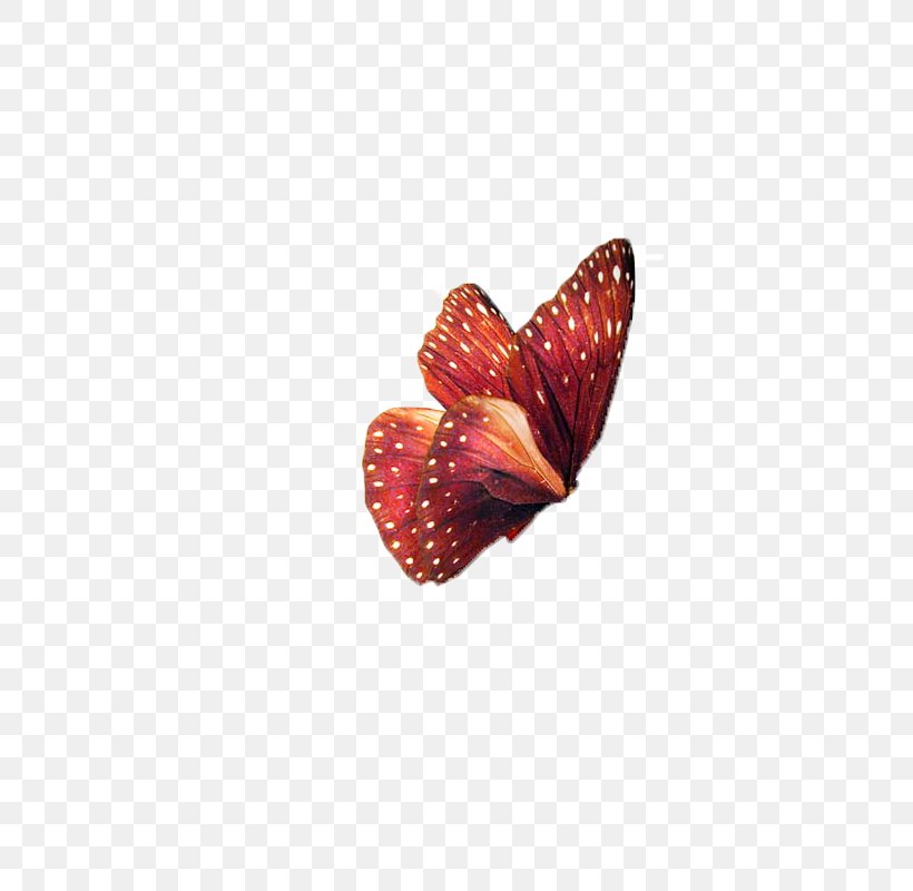 Butterfly Insect Clip Art, PNG, 800x800px, Butterfly, Butterflies And Moths, Butterfly Effect, Greta Oto, Heart Download Free