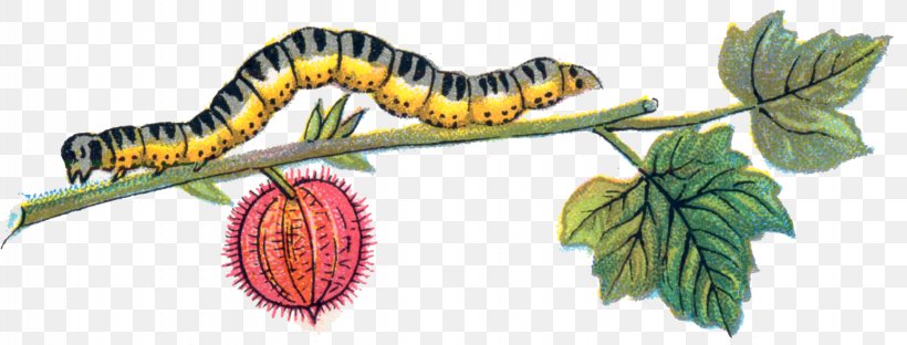 Caterpillar Inc. Clip Art, PNG, 1737x663px, Butterfly, Abraxas Grossulariata, Angerona Prunaria, Arthropod, Butterflies And Moths Download Free