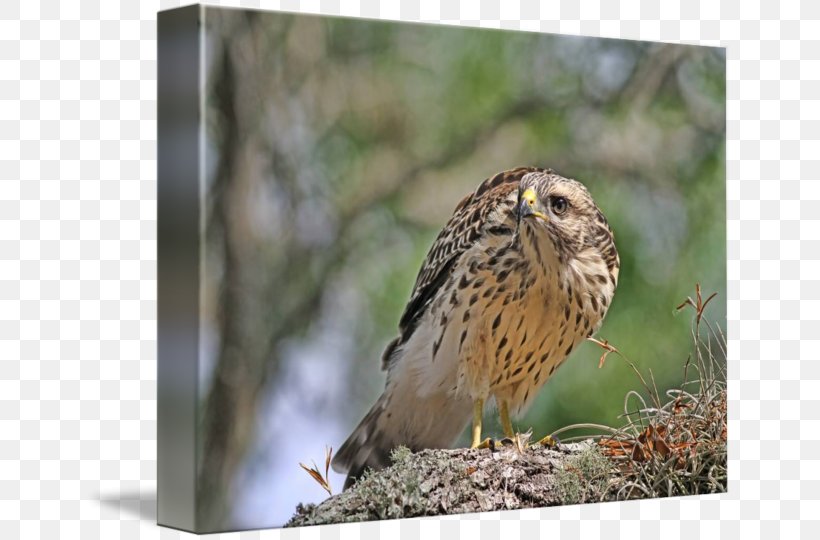 Hawk Owl Fauna Wildlife Common Buzzard, PNG, 650x540px, Hawk, Beak, Bird, Bird Of Prey, Buzzard Download Free