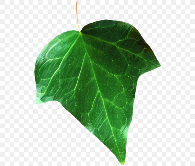 Plant Pathology Leaf Plants, PNG, 536x699px, Plant Pathology, Alismatales, Anthurium, Arum Family, Flower Download Free