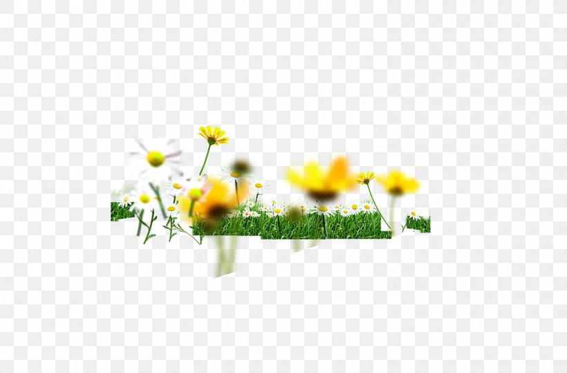 Chrysanthemum Indicum Green Floral Design, PNG, 1500x986px, Chrysanthemum Indicum, Chrysanthemum, Flora, Floral Design, Floristry Download Free