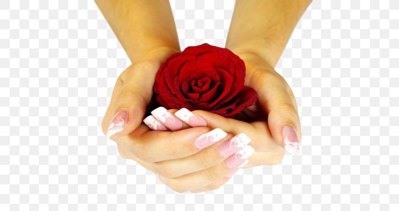 Flower Rose Hand Color Wallpaper, PNG, 605x435px, Flower, Color, Finger, Floristry, Green Download Free