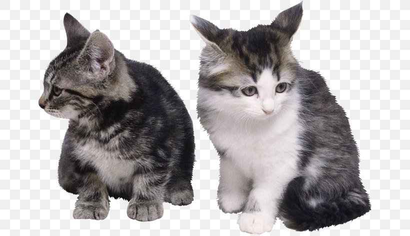 Persian Cat British Shorthair Himalayan Cat Siamese Cat Kitten, PNG, 670x473px, Persian Cat, American Shorthair, Animal, Breed, British Shorthair Download Free