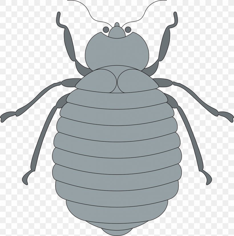 Rhinoceros Beetles Drawing, PNG, 1272x1280px, Bee, Ant, Arthropod, Asiatic Rhinoceros Beetle, Beetle Download Free