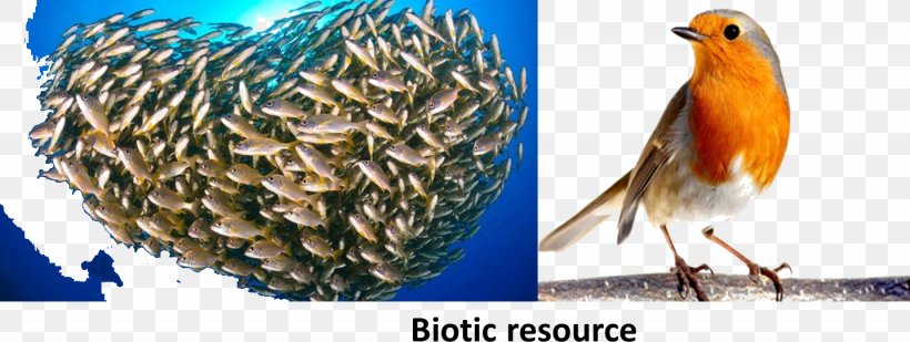 Stock Photography Fish Shoaling And Schooling, PNG, 1435x541px, Photography, Animal, Beak, Biotic Component, Bird Download Free