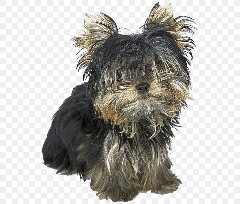Yorkshire Terrier Australian Silky Terrier Yorkipoo Morkie Puppy, PNG, 539x699px, Yorkshire Terrier, Affenpinscher, Australian Silky Terrier, Bichon, Bichon Frise Download Free