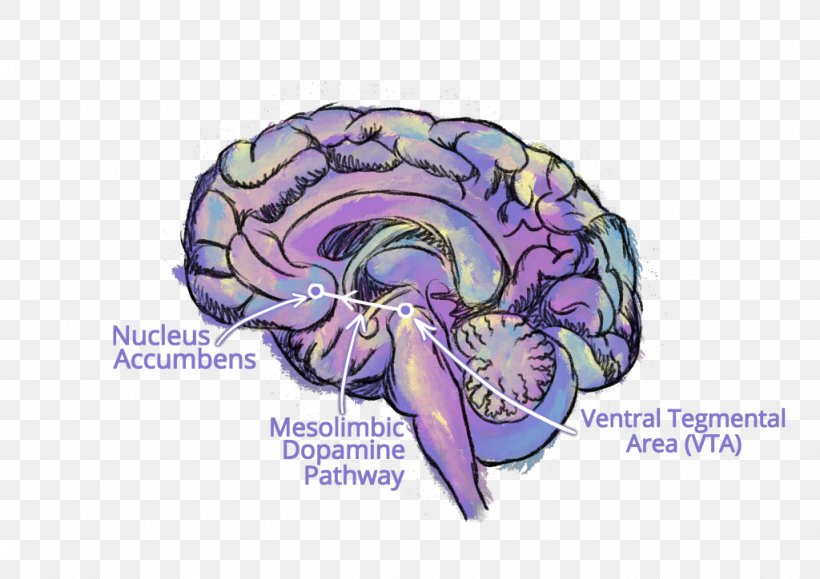 Brain Neurology Clinical Neuroscience Neurosurgery, PNG, 1024x724px, Watercolor, Cartoon, Flower, Frame, Heart Download Free