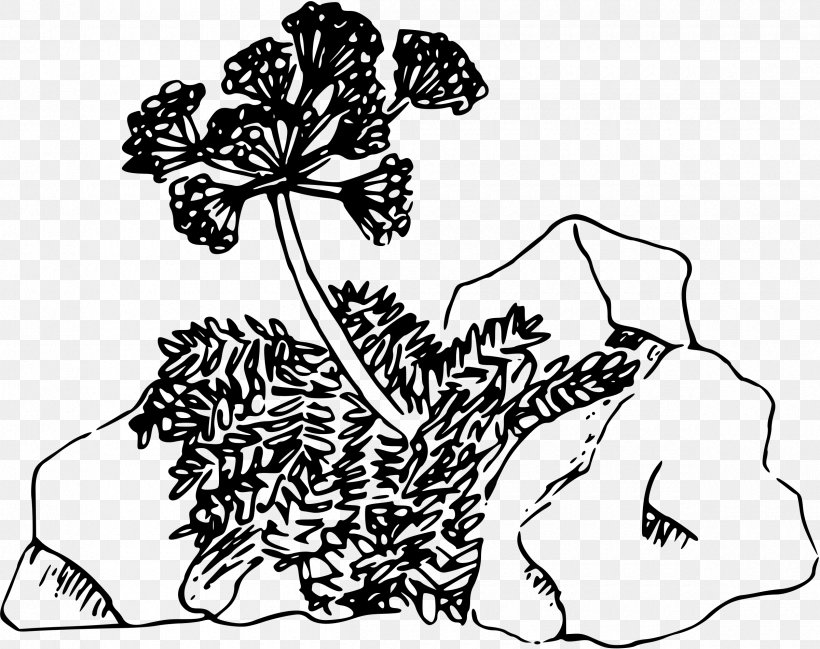Drawing Line Art Parsley Clip Art, PNG, 2400x1902px, Drawing, Area, Art, Artwork, Black Download Free