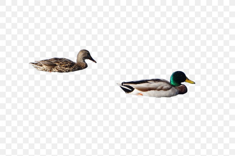 Duck Mallard Cygnini Goose Anatidae, PNG, 1024x680px, Duck, Anatidae, Animal, Anseriformes, Beak Download Free