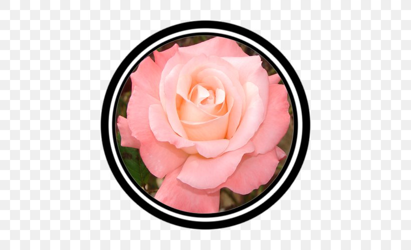 Garden Roses Cut Flowers Pink M Petal, PNG, 500x500px, Garden Roses, Cut Flowers, Flower, Flowering Plant, Garden Download Free
