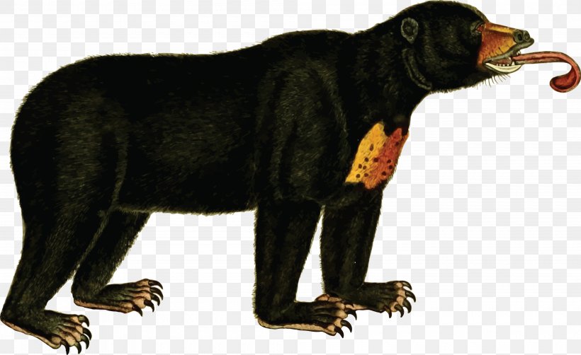 American Black Bear Koala Sun Bear Clip Art, PNG, 4000x2450px, Bear, American Black Bear, Animal, Carnivoran, Dog Like Mammal Download Free