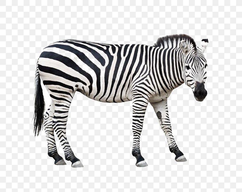 Burchell's Zebra Animal Horse Wildlife, PNG, 800x652px, Health Care, Barcode, Black And White, Business, Code Download Free