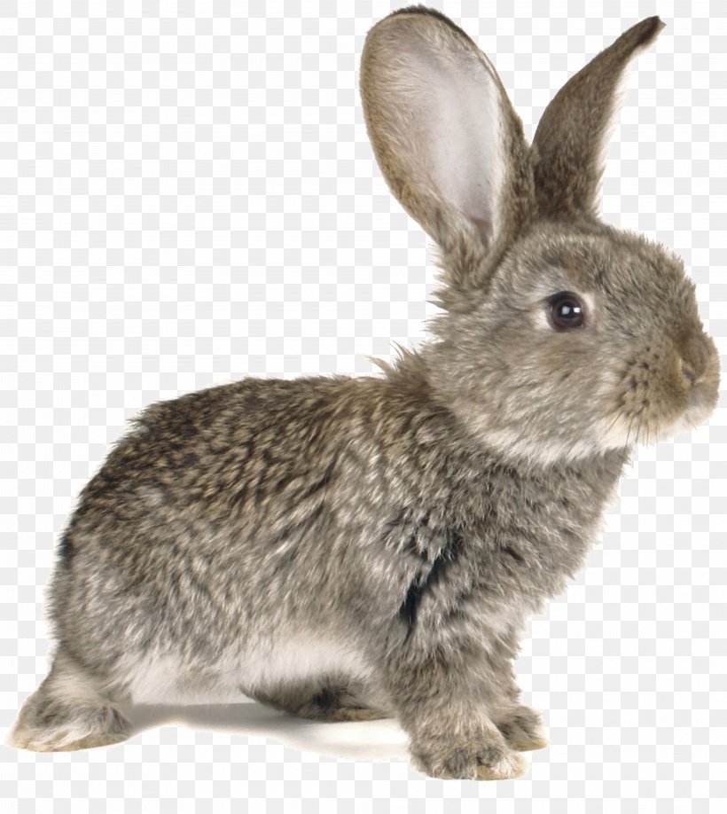 Easter Bunny European Rabbit Stock Photography Kifaranga, PNG, 3960x4435px, Easter Bunny, Animal, Big Cat, Domestic Rabbit, European Rabbit Download Free