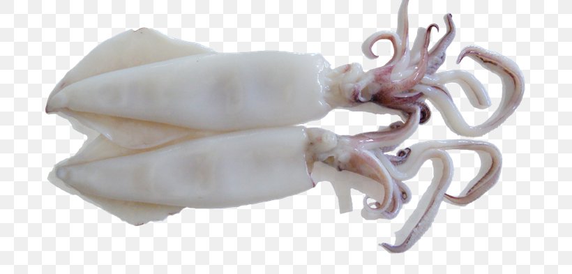 Squid As Food Octopus Sweet And Sour Meat, PNG, 702x393px, Squid, Animal Source Foods, Cephalopod, Cooking, Fish Download Free