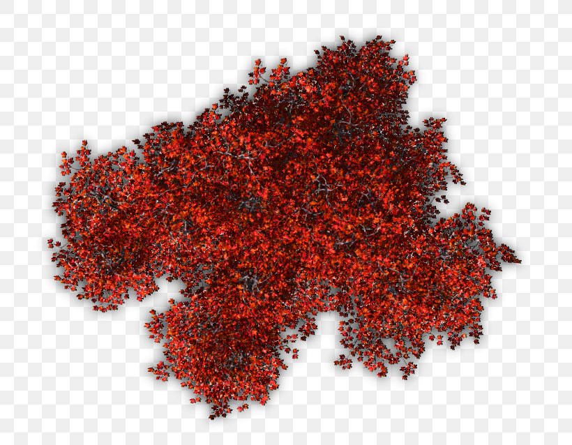 Tree Shrub Red Berberis Thunbergii Plant, PNG, 723x638px, Tree, Autumn, Autumn Leaf Color, Barberry, Berberis Thunbergii Download Free