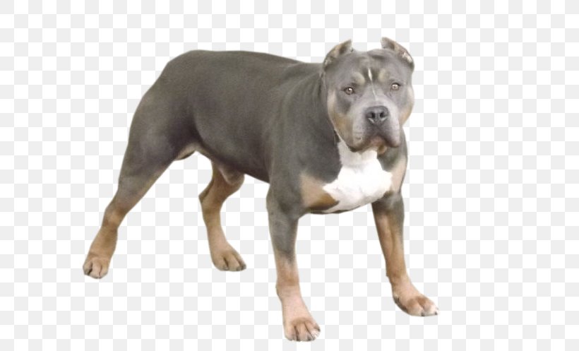 American Pit Bull Terrier Olde English Bulldogge Dorset Olde Tyme Bulldogge American Staffordshire Terrier Alapaha Blue Blood Bulldog, PNG, 600x497px, American Pit Bull Terrier, Alapaha Blue Blood Bulldog, American Staffordshire Terrier, Breed, Bull Terrier Download Free