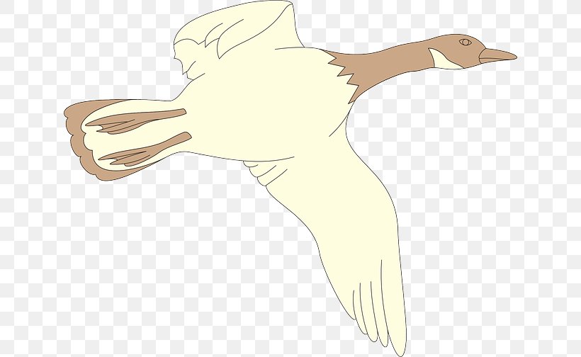 Bird Cygnini Goose Duck Clip Art, PNG, 640x504px, Bird, Arm, Beak, Chicken, Cygnini Download Free