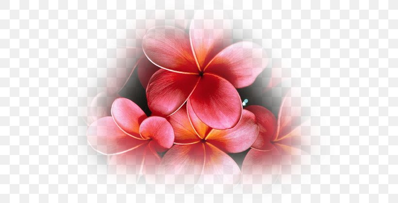 Desktop Wallpaper Flower Lei 'Ilima Plumeria Rubra, PNG, 559x419px, Watercolor, Cartoon, Flower, Frame, Heart Download Free