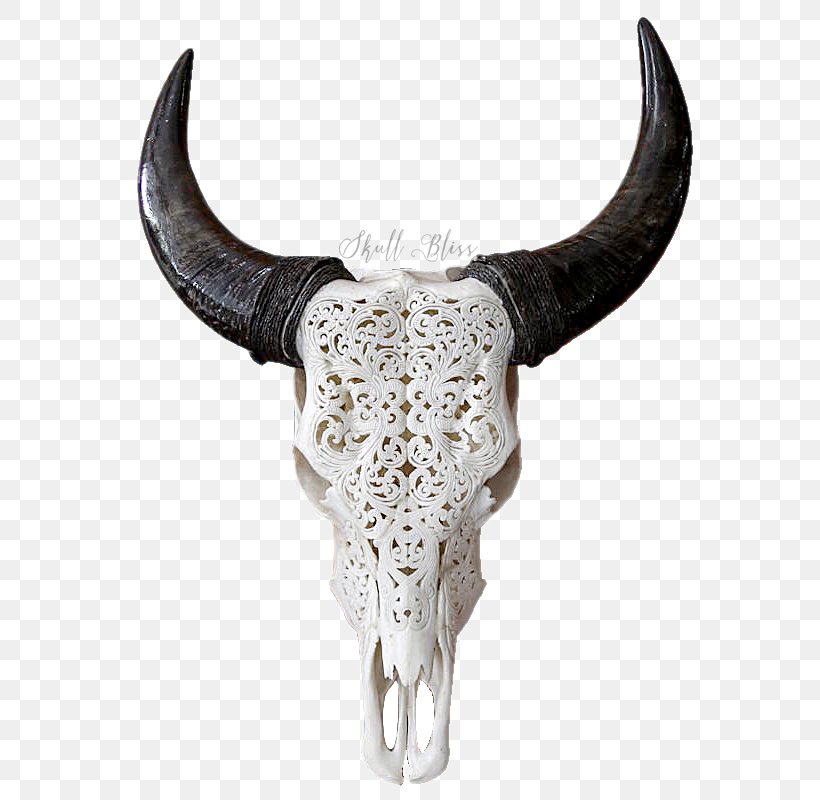 Texas Longhorn Skull Bull Goat, PNG, 800x800px, Horn, Anatomy, Animal, Antler, Bone Download Free