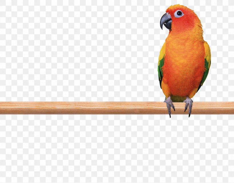 Budgerigar Lovebird Parrot Macaw, PNG, 950x743px, Budgerigar, Beak, Bird, Bird Supply, Common Pet Parakeet Download Free