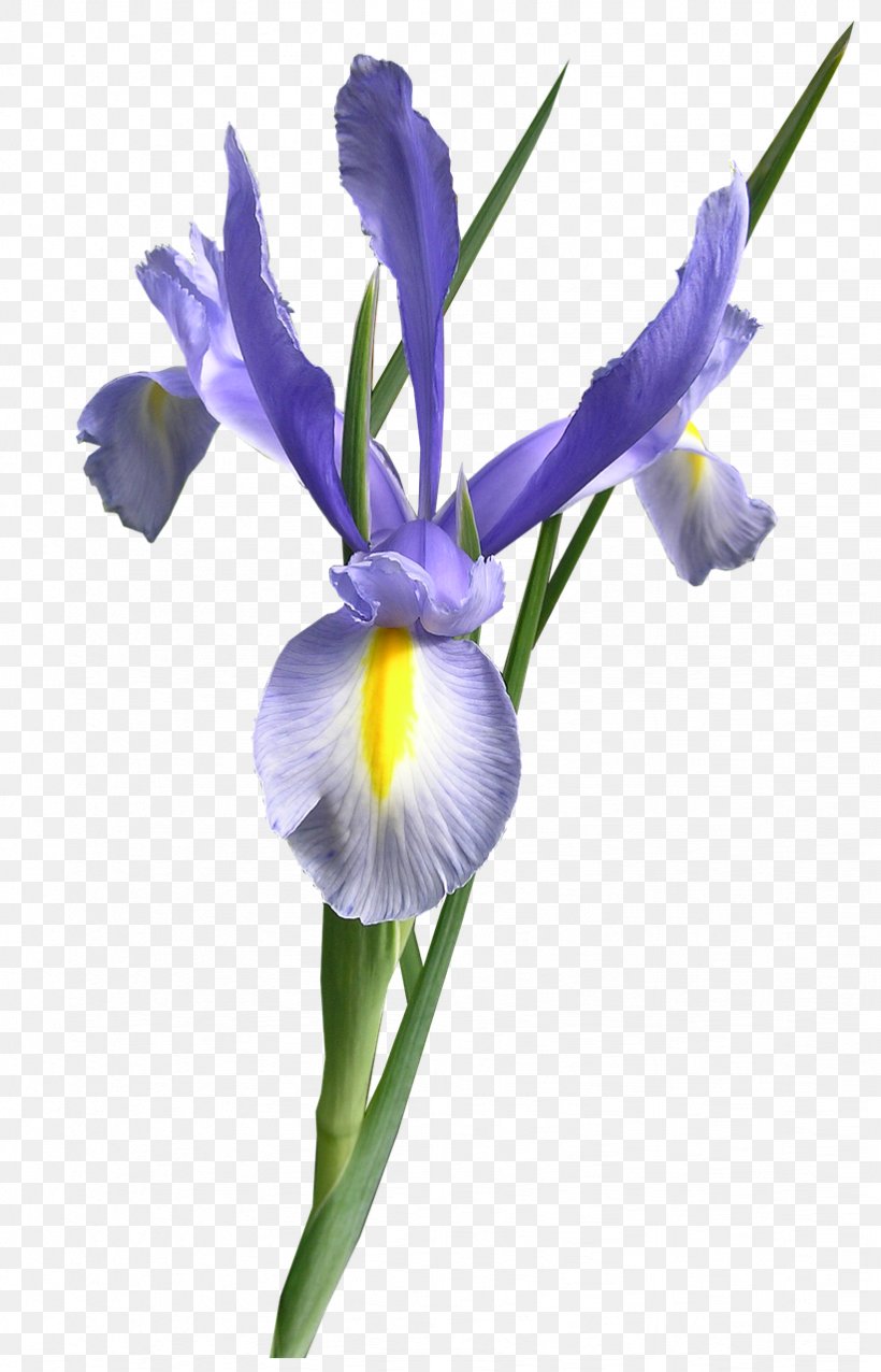 Cut Flowers Iris Versicolor, PNG, 822x1280px, Flower, Blue, Color, Cut Flowers, Flowering Plant Download Free