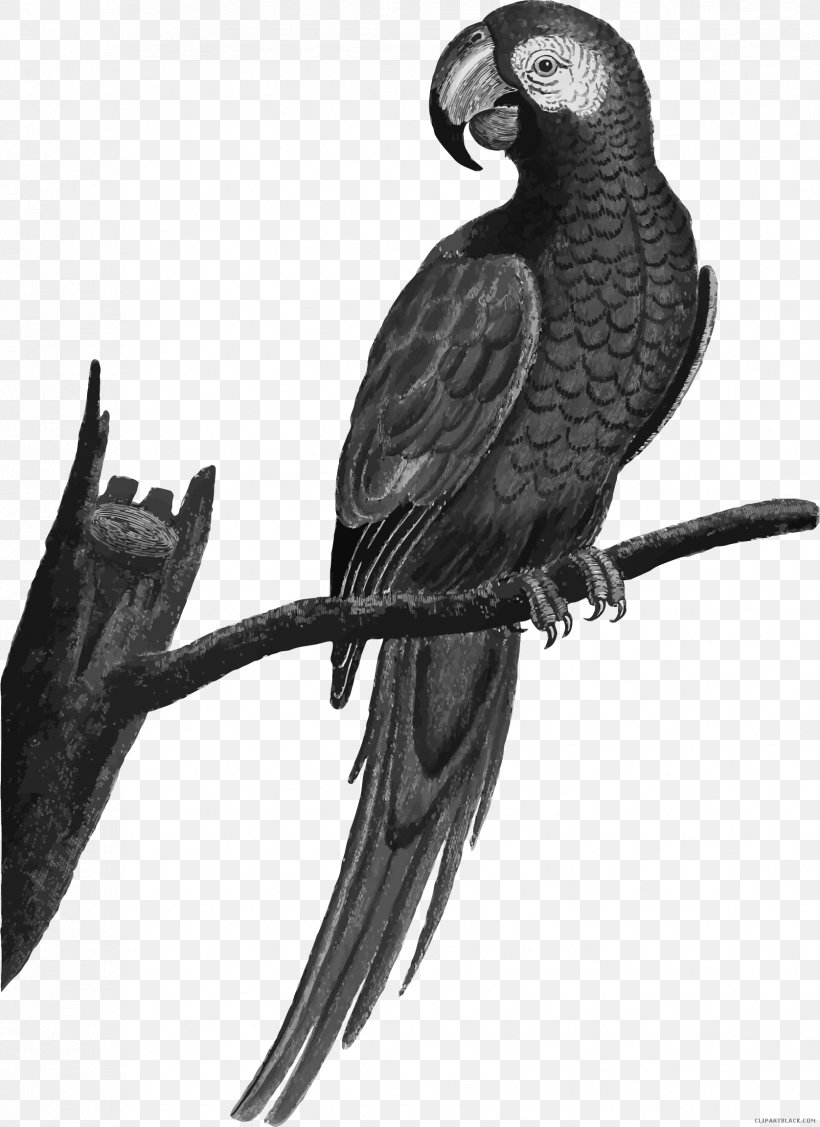 Fly: Parrot Bird Illustrations Clip Art, PNG, 1676x2304px, Parrot, Beak, Bird, Bird Illustrations, Black And White Download Free