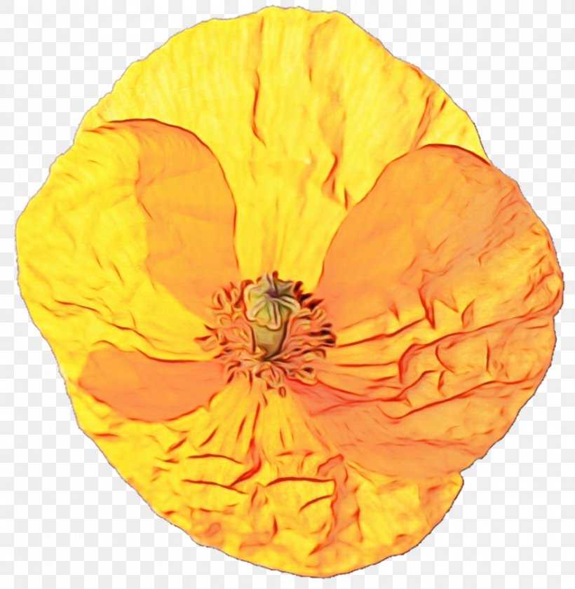 Orange, PNG, 883x905px, Watercolor, Flower, Leaf, Orange, Paint Download Free