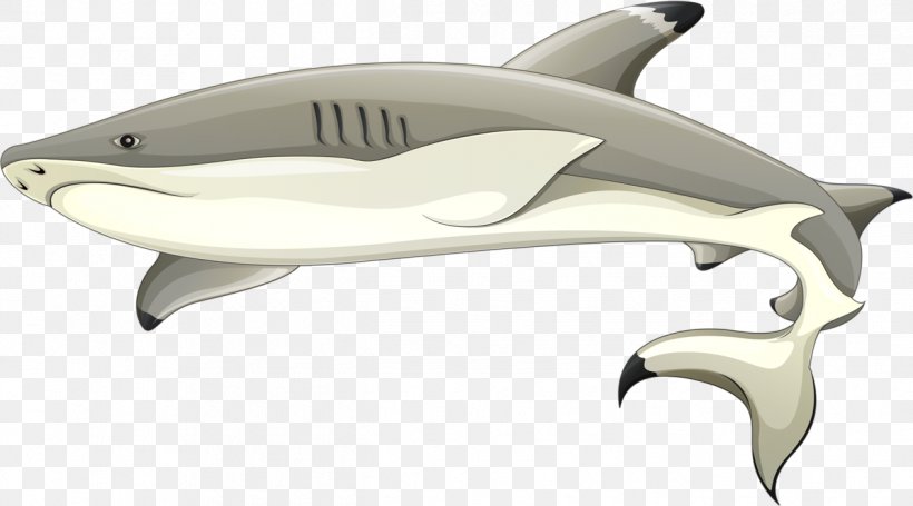 Blacktip Shark Blacktip Reef Shark Carcharhinus Amblyrhynchos, PNG, 1265x703px, Shark, Blacktip Reef Shark, Blacktip Shark, Carcharhiniformes, Carcharhinus Download Free
