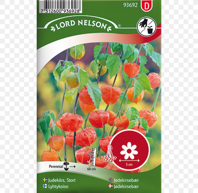 Chinese Lantern Seed Cobaea Scandens Sowing Red, PNG, 800x800px, Chinese Lantern, Bedding, Cobaea, Cobaea Scandens, Flower Download Free